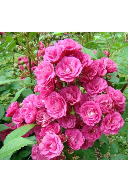 Троянда мускусна Дінкі 